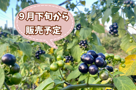 今期最終【自然栽培🍀ガーデンハックルベリー1.5kg】ジャムに（レシピ付き・必ず加熱調理してください）