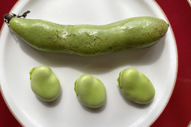 【自然栽培・自家採種🍀朝採りそら豆（さや付）】500g 15本前後・青臭くなく大粒で甘〜い！😋