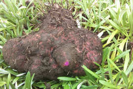 【農薬不使用】紫山芋１キロ