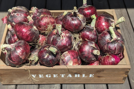 【赤玉ネギたっぷり9.5kg】食べチョクアワード野菜部門2位受賞の土壌医&有機農家が育てる自慢の玉ねぎです。