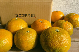 希少品種‼️小豆島産スイートスプリング 5kg