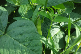 たっぷりジャガイモと枝豆セット【数量限定❗❗】農薬と化学肥料を使わないで育てた野菜セット🌰子供に食べさせたいばぁばのモノスゴイ野菜🍅🍆🌽✨✨✨