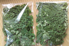スーパーフード モリンガ生葉100g(農薬不使用)