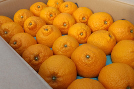 ❇️不知火【鮮度抜群 !!】個装追熟【5kg·Mサイズ·24玉前後】《家庭用にも最適》