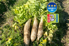 12月から販売予定【自然栽培🍀在来種】三浦大根・約1〜2kg・おでんやブリ大根などに最適