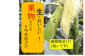 果物みたいに「あまーーい」トウモロコシ！