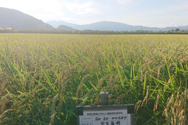 令和6年産 信州千曲産 「里田のはぜかけ米」（化学肥料・農薬不使用）