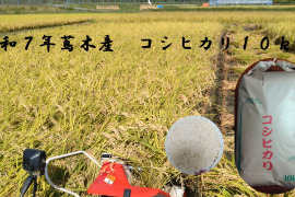 令和７年産　長野県富士見町蔦木産コシヒカリ　１０ｋｇ