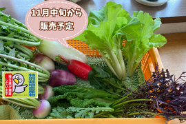 🎁お試しセット【自然栽培🍀固定種】管理栄養士が育てる🧑‍⚕️初めての方限定旬菜セット