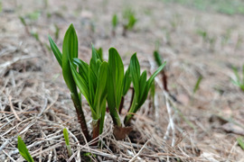 【天然の活力】今が旬！雪解けの恵み「行者にんにく」[５００g] 採れたて直送