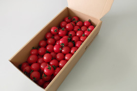 濃厚な旨味！酸味・甘味のバランス抜群！最高峰のフルーツトマト 1kg×1箱