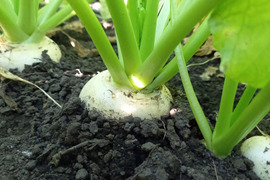[宮崎県産]ごちそう⭐メインカブ⭐　1kg
