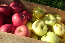 お試し/品種選びに迷ったらこれ「旬のりんごおまかせ便」2キロ【りんご食べ比べ】