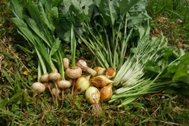 ぽっぽけさん専用 野菜セット+玄米5kg分 耕さない畑で気候変動に対応❗️ 草とともに23年 種取りやさいたち+田んぼの畔豆でできた 手作り味噌180g