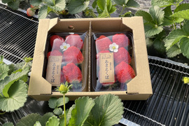 稀少苺？徳島川内産『あまえくぼ』250g以上×4p