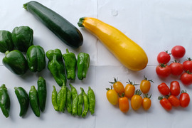 【お試し】北海道産　旬の夏野菜セット1.2Kg(4～5品目)