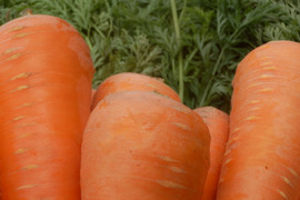 緑黄色野菜のリーダー。まるっと大きなにんじん🥕 (9kg)