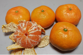 温州みかん4.３キロ贈答用