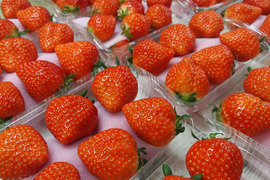 【今期初採り】さぬきひめ　大粒イチゴパック詰め(約500g)