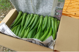 ネバりが強っ！沖縄県産！丸オクラ1.5kg大容量！