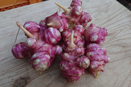 【有機JAS認証】赤菊芋 1.5kg