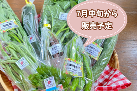 【自然栽培🍀固定種60サイズ】管理栄養士が育てる🧑‍⚕️朝採り新鮮！ミニ旬菜セット（少人数様向き）