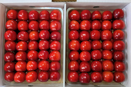 紅秀峰ギフト用