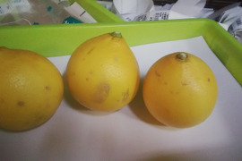 レモン  ベルガモットあわせて１.８ｋｇ入り 【柑橘食べ比べ】