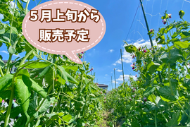 【自然栽培・自家採種10年以上🍀朝採り絹さや150g＆スナップエンドウ300g食べ比べ】脇役じゃ勿体無い！メインディッシュで召し上がれ🎶