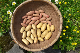 【農薬不使用】新ジャガイモ３種セット６キロ