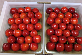紅秀峰2L手詰め