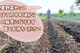 【自然栽培🍀100サイズ】管理栄養士が育てる🧑‍⚕️朝採り新鮮！お野菜大好き家族のための旬菜セットL