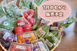 【自然栽培🍀100サイズ】管理栄養士が育てる🧑‍⚕️朝採り新鮮！お野菜大好き家族のための旬菜セットL