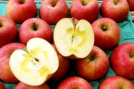 【りんごの予約】福島の蜜入り林檎　いわせっ娘大玉10ｋｇ（28～32玉）　ギフト・贈答用