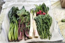 四季彩の旬野菜セット【4種類以上】
