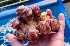 【自然栽培🍀赤芽菊芋（約３kg）】珍しい赤皮の菊芋・ほのかな甘さとシャキシャキ感・サラダでも加熱でも美味しい！