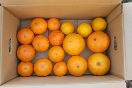 柑橘食べ比べ晩柑みっくす３kg