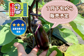 【自然栽培🍀真黒(しんくろ)なす１kg(10本前後)】自家採種10年以上・皮が薄く瑞々しい・煮/焼き/揚げ/汁物/漬物、何でも美味しい！