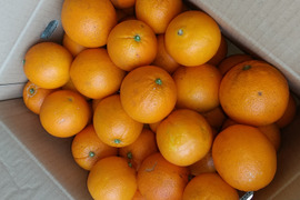 食べごろ！農薬不使用ネーブル