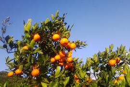 宮川早生みかん　１．８ｋｇ