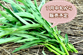 【自然栽培🍀空芯菜150g×3袋】夏のスタミナ野菜・ニンニク＆お肉と相性◎中華炒めがオススメ