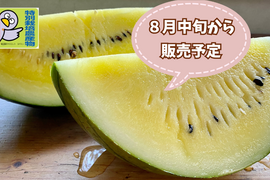 【自然栽培🍀固定種🟡黄スイカ】6㎏台スッキリとした甘さとジューシーさが特徴・黄色い大玉スイカ（１個）