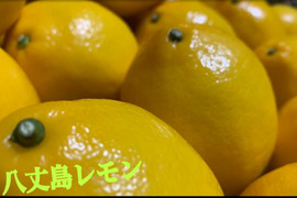 有機JAS八丈島レモン　完熟熟‼️1キロ
ノーワックス　東京都GAP取得！
期間限定‼