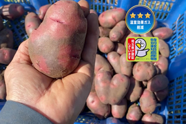 【自然栽培🍀固定種グランドペチカ1kg】毎年種芋を繋いでいます🥔栗やサツマイモに似た甘みがありホクホク、深いコクと風味