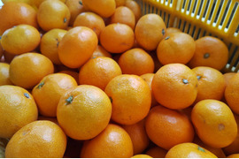 温州みかん4.３キロ贈答用