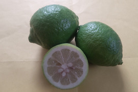 防腐剤、ワックス不使用　皮ごと使用綺麗な広島県産レモン　10ｋｇ