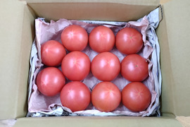 【まるでドレッシングを食べる器】毎日の料理を引き立てる！赤熟もぎり『豊潤とまと』小玉１１玉詰め