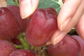 【超人気　ハートの粒】「牧丘天空の丘ブランド　マイハート」約1kg