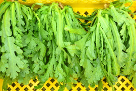 香りさわやか!春菊1ｋｇ～農薬/化学肥料・不使用