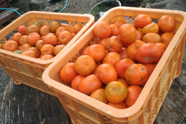 奄美大島原種の希少な赤みかん○お試しご家庭用1.2kg○酸味と甘味のバランスが絶妙な大変珍しいみかんです。